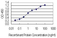 Anti-CHCHD4 Mouse Monoclonal Antibody [clone: 6C9]