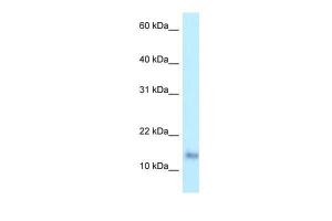 Anti-PRAP1 Rabbit Polyclonal Antibody