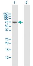 Anti-FANCG Rabbit Polyclonal Antibody