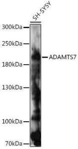 Western blot analysis of extracts of SH-SY5Y cells, using Anti-ADAMTS7 Antibody (A93034) at 1:1,000 dilution