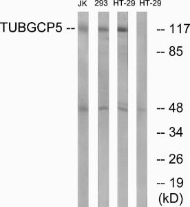 Western blot analysis of lysates from HT-29, Jurkat, and 293 cells using Anti-TUBGCP5 Antibody. The right hand lane represents a negative control, where the antibody is blocked by the immunising peptide.