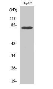 Western blot analysis of 293 cells using Anti-ADD3 Antibody