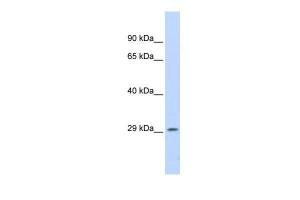 Anti-PSME1 Rabbit Polyclonal Antibody