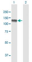 Anti-USP20 Mouse Polyclonal Antibody