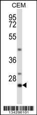 Anti-LIME1 Rabbit Polyclonal Antibody (Biotin)