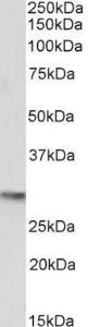 Anti-POU5F1 Antibody (A83342) (0.5µg/ml) staining of Mouse Heart lysate (35µg protein in RIPA buffer). Primary incubation was 1 hour. Detected by chemiluminescence.