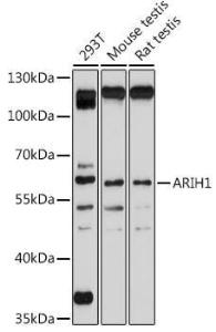 Western blot analysis of extracts of various cell lines, using Anti-ARIH1 Antibody (A93036) at 1:1,000 dilution