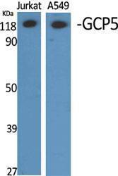 Western blot analysis of various cells using Anti-TUBGCP5 Antibody