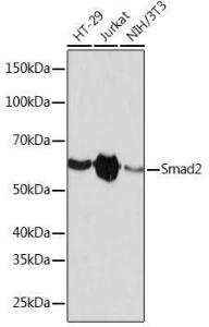 Anti-Smad2 Rabbit Monoclonal Antibody [clone: ARC0343]