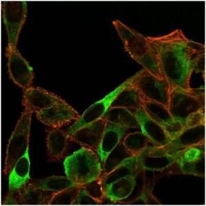 Immunofluorescent analysis of PFA-fixed HeLa cells stained with Anti-SIRT3 Antibody [PCRP-SIRT3-1C10] followed by Goat Anti-Mouse IgG (CF&#174; 488) (Blue) Isotype Control (Red)