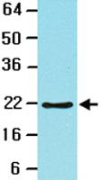 Anti-BID Mouse Monoclonal Antibody [clone: 4D3]