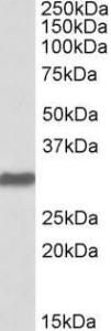 Anti-POU5F1 Antibody (A83342) (2µg/ml) staining of Human Placenta lysate (35µg protein in RIPA buffer). Primary incubation was 1 hour. Detected by chemiluminescence.