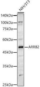 Antibody A93037-100 100 µl