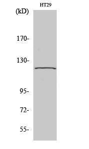 Western blot analysis of 293 cells using Anti-TUBGCP5 Antibody