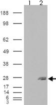 Anti-SAR1B Goat Polyclonal Antibody