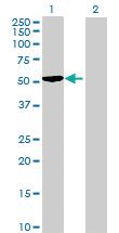 Anti-SNX15 Mouse Polyclonal Antibody