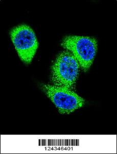 Anti-TOP2A Rabbit Polyclonal Antibody (APC (Allophycocyanin))