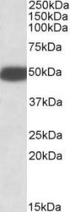 Anti-Htr3b Antibody (A84964) (0.1 µg/ml) staining of Rat Brain lysate (35 µg protein in RIPA buffer). Primary incubation was 1 hour. Detected by chemiluminescence