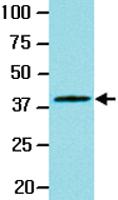 Anti-WNT3A Mouse Monoclonal Antibody [clone: 3A6]