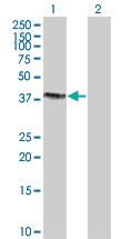 Anti-SNX15 Mouse Polyclonal Antibody