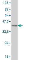 Anti-ENTPD6 Mouse Monoclonal Antibody [clone: 2D10]