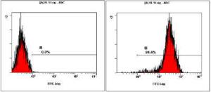 Anti-POU5F1 Rabbit Polyclonal Antibody