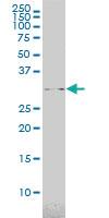 Anti-USF1 Mouse Monoclonal Antibody [clone: 3F6]