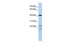 Anti-SCRN2 Rabbit Polyclonal Antibody