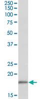 Anti-COX4I1 Goat Polyclonal Antibody