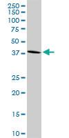 Anti-TPRA1 Rabbit Polyclonal Antibody