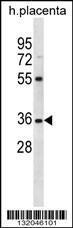 Anti-OR5AN1 Rabbit Polyclonal Antibody (APC (Allophycocyanin))