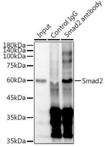 Anti-Smad2 Rabbit Monoclonal Antibody [clone: ARC0343]