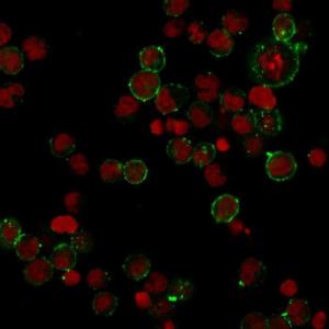 Immunofluorescent analysis of Raji cells stained with Anti-HLA DP Antibody [HLA-DPB1/2862R] followed by Goat Anti-Rabbit IgG (CF&#174; 488) (Green). Nuclear counterstain is RedDot (Red).