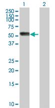 Anti-AGT Rabbit Polyclonal Antibody