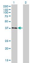 Anti-USF1 Mouse Monoclonal Antibody [clone: 3F6]