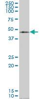 Anti-SNX15 Mouse Polyclonal Antibody