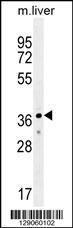 Anti-UBXN2A Rabbit Polyclonal Antibody (AP (Alkaline Phosphatase))