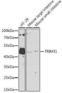 Antibody A8699-100 100 µl