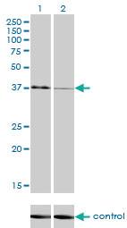 Anti-USF1 Mouse Monoclonal Antibody [clone: 3F6]