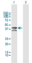 Anti-TPRA1 Rabbit Polyclonal Antibody