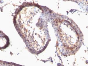 Antibody anti-TGF alpha SPM542 BSA 100 µg