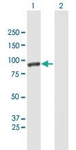 Anti-CALD1 Mouse Polyclonal Antibody