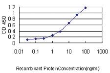 Anti-USF1 Mouse Monoclonal Antibody [clone: 3F6]