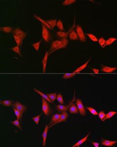 Antibody A8699-100 100 µl