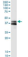 Anti-TPRA1 Rabbit Polyclonal Antibody