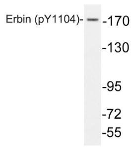 Western blot analysis of lysates from HeLa cells using Anti-Erbin (phospho Tyr1104) Antibody