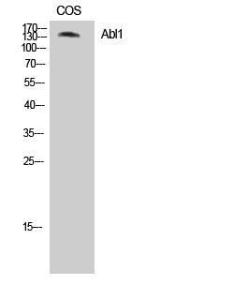 Western blot analysis of cos 7 cells using Anti-ABL1 Antibody