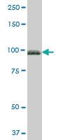 Anti-FBLN1 Mouse Polyclonal Antibody