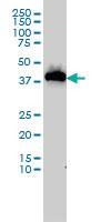 Anti-USF1 Mouse Monoclonal Antibody [clone: 2A7]