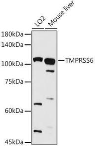 Western blot analysis of extracts of various cell lines, using Anti-Matriptase 2 Antibody (A8702) at 1:1,000 dilution